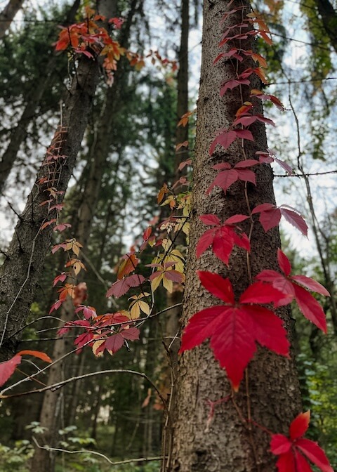 baume-rote-rankpflanze zu sehen ist eine Pflanze, die mit Ihren roten Blättern einen Baum hinaufklettert. Im Hintergrund sind weitere Bäume zu sehen